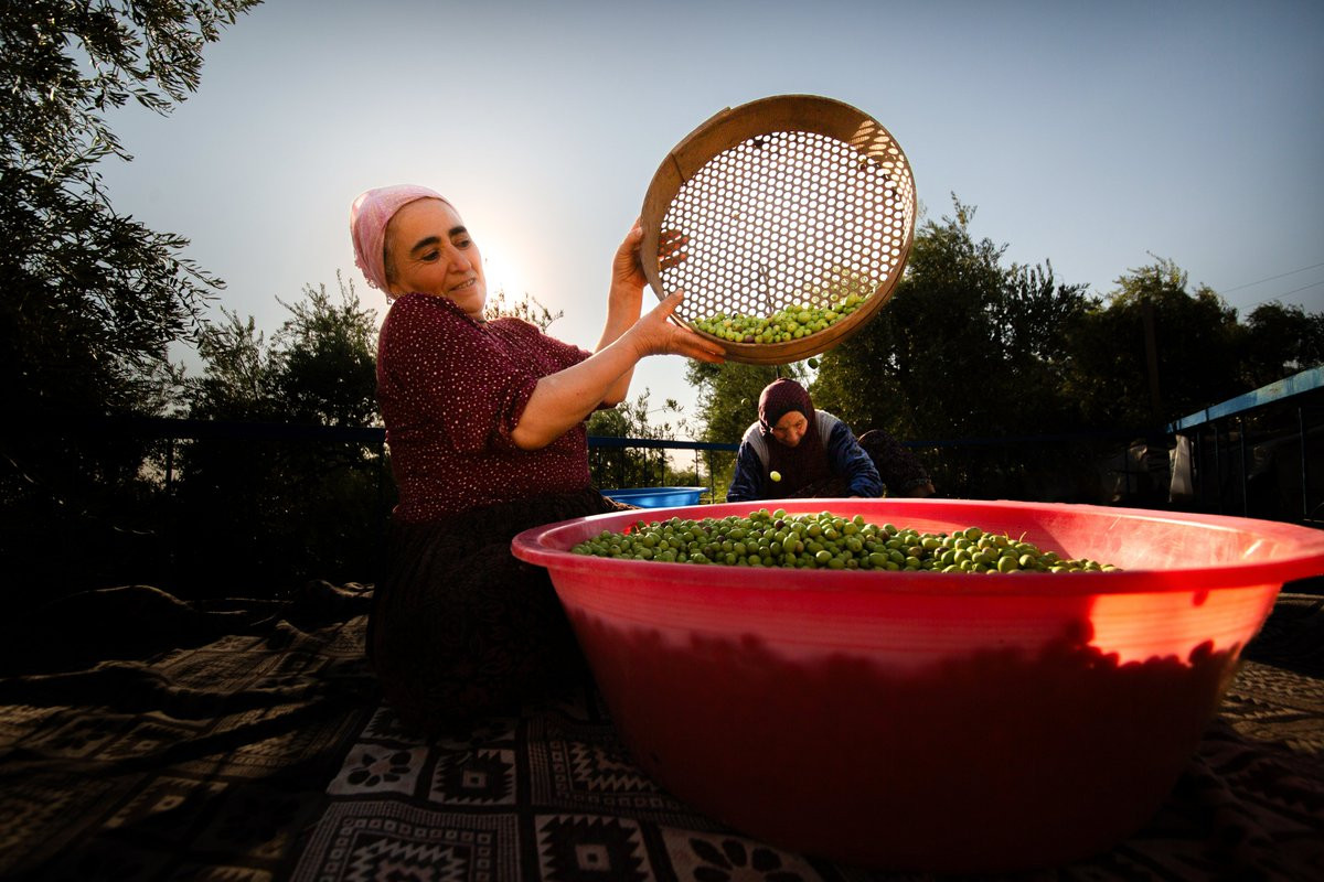 Mardin'in Derik ilçesinde asırlık zeytin ağaçlarının gölgesinde zeytin hasadı başladı